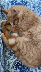 Lost Male Cat last seen Wyakin Park N. Assembly St/ Lyons St., Spokane, WA 99208