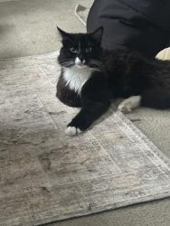 Lost Male Cat last seen Aldi’s, Opelika, AL 36801