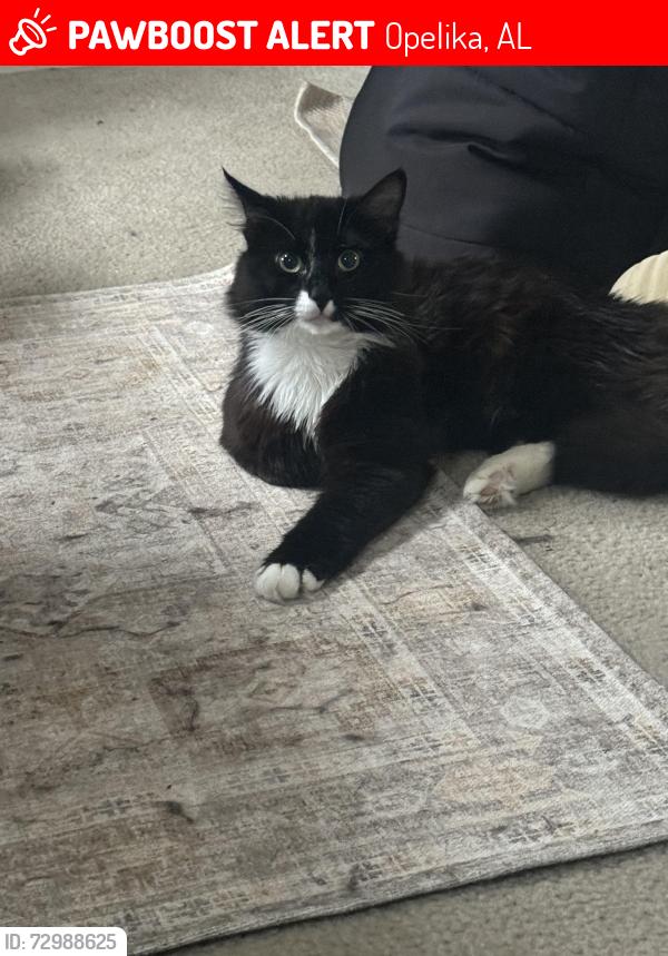 Lost Male Cat last seen Aldi’s, Opelika, AL 36801