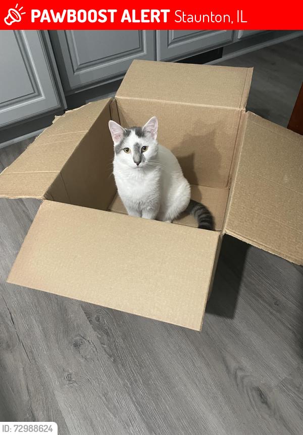 Lost Male Cat last seen Leonard Street, Staunton, IL 62088