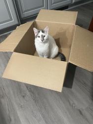 Lost Male Cat last seen Leonard Street, Staunton, IL 62088