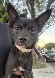Found/Stray Male Dog last seen butler and adams, Long Beach, CA 90805