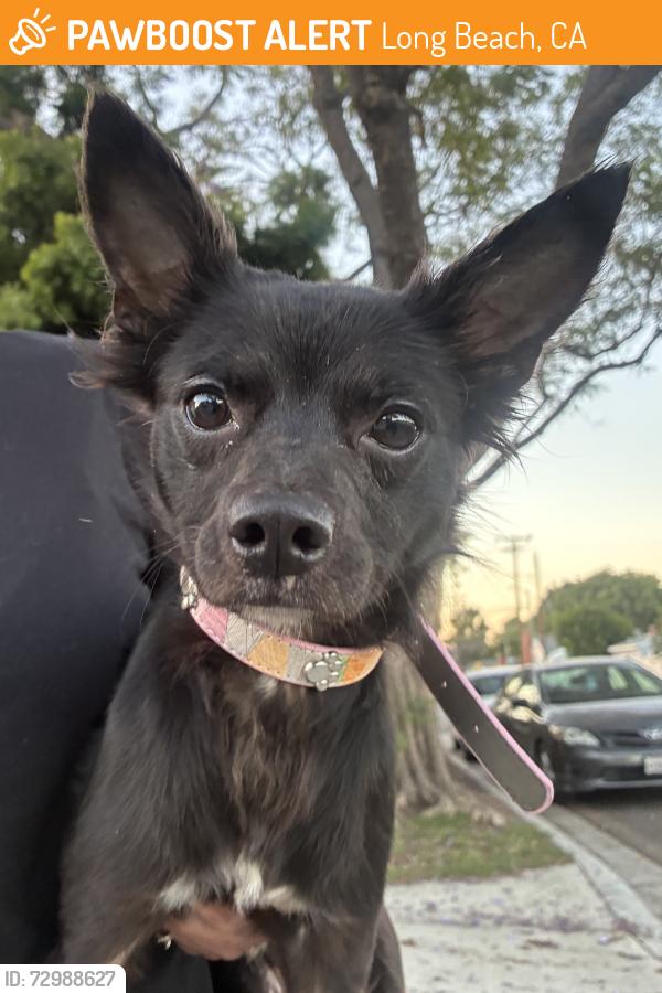 Found/Stray Male Dog last seen butler and adams, Long Beach, CA 90805