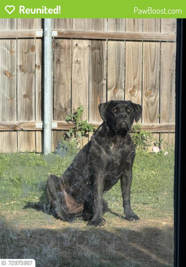 Reunited Female Dog last seen Sherman and Hercules, Denton, TX 76209