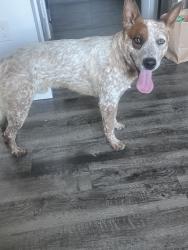 Found/Stray Male Dog last seen Lighthouse street, West Sacramento, CA 95605