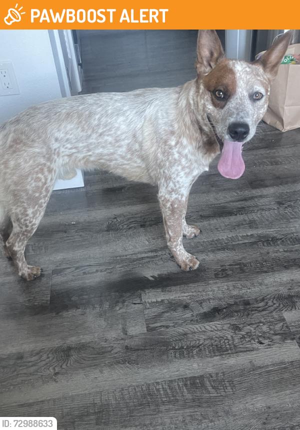 Found/Stray Male Dog last seen Lighthouse street, West Sacramento, CA 95605
