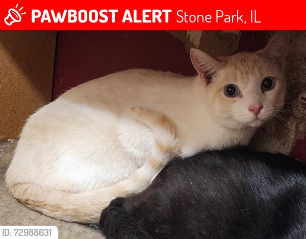 Lost Male Cat last seen On 37th ave between lemoyne ave  & north ave, Stone Park, IL 60165