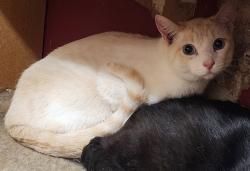 Lost Male Cat last seen On 37th ave between lemoyne ave  & north ave, Stone Park, IL 60165