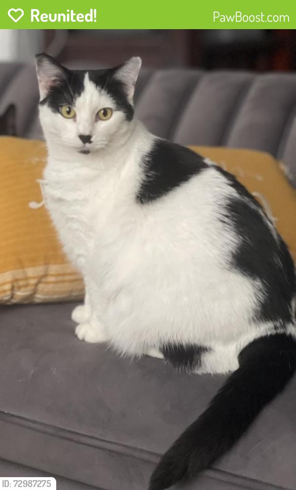 Reunited Female Cat last seen Catgut Marina, La Crosse, WI 54603