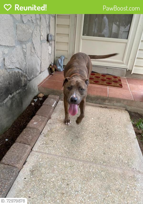 Reunited Male Dog last seen Stonewood, Villa Camino road, San Antonio, TX 78233