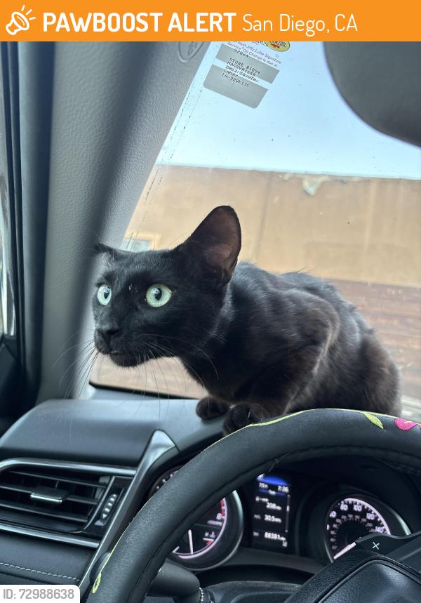 Found/Stray Male Cat last seen Market street , San Diego, CA 92102