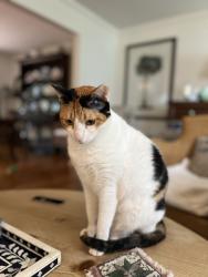 Reunited Female Cat last seen Ponderosa and Ventura, Wakefield, VA 22003