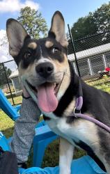 Shelter Stray Female Dog last seen Near Bond Dr Ellenwood, GA 30294, 30294, GA, 3280 Chamblee Dunwoody Rd, Chamblee, GA 30341, USA