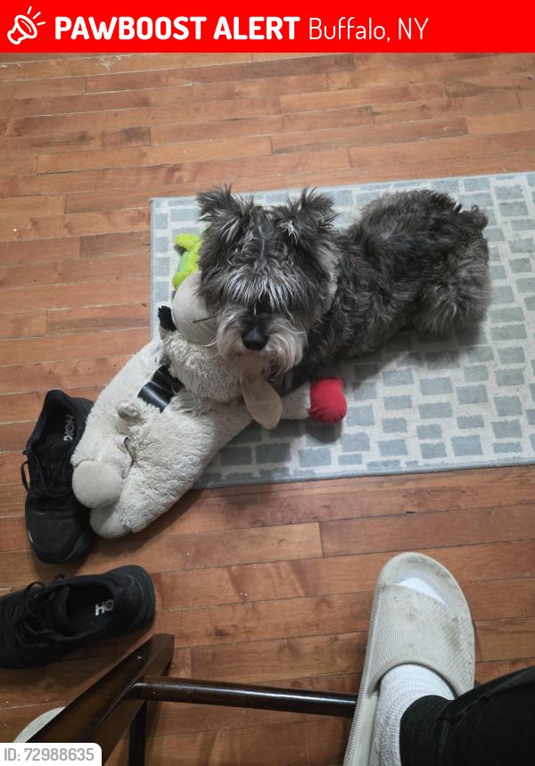 Lost Male Dog last seen Main and Florida , Buffalo, NY 14208