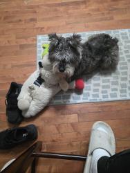 Lost Male Dog last seen Main and Florida , Buffalo, NY 14208