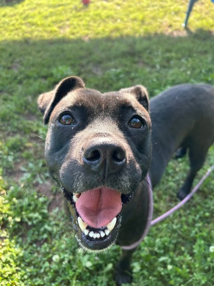 Shelter Stray Female Dog last seen Near EMBARCADERO DRIVE Lithonia, 30058, 30058, GA, 3280 Chamblee Dunwoody Rd, Chamblee, GA 30341, USA
