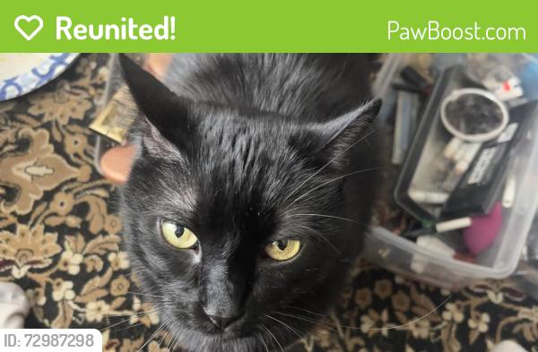 Reunited Male Cat last seen Catgut Marina, La Crosse, WI 54603