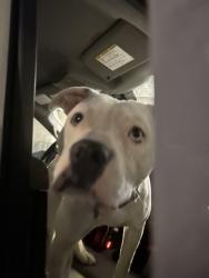 Shelter Stray Male Dog last seen Near Woodward avenue, Atlanta, GA, 1251 Fulton Industrial Blvd NW, Atlanta, GA 30336, USA
