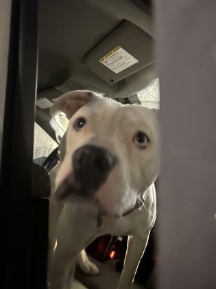 Shelter Stray Male Dog last seen Near Woodward avenue, Atlanta, GA, 1251 Fulton Industrial Blvd NW, Atlanta, GA 30336, USA