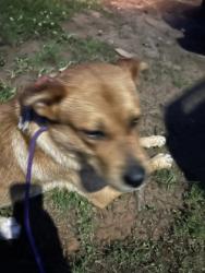 Shelter Stray Male Dog last seen Near TELL RD, Atlanta, GA, 1251 Fulton Industrial Blvd NW, Atlanta, GA 30336, USA