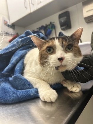 Shelter Stray Female Cat last seen Near Bellevue Ave E, Seattle, WA, 2061 15th Ave W, Seattle, WA 98119, USA