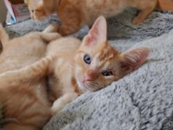Shelter Stray Female Cat last seen Citrus Industrial Park, Lecanto, FL, 4030 S Airport Rd, Inverness, FL 34450, USA