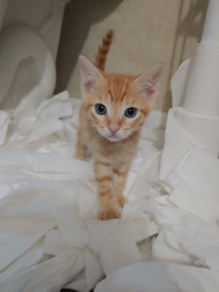Shelter Stray Male Cat last seen Citrus Industrial Park, Lecanto, FL, 4030 S Airport Rd, Inverness, FL 34450, USA