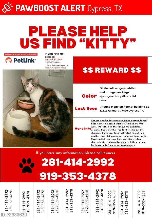Lost Female Cat last seen Our apmt is close to the Main office and pool area , Cypress, TX 77429