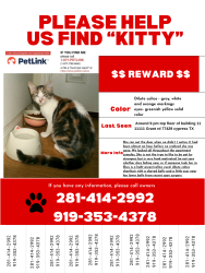 Lost Female Cat last seen Our apmt is close to the Main office and pool area , Cypress, TX 77429