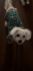 Reunited Male Dog last seen Figueroa 48, Los Angeles, CA 90037