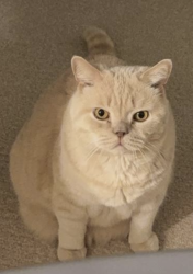 Lost Male Cat last seen My back garage, Irvine, CA 92618