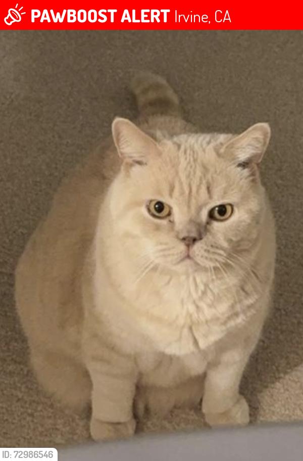 Lost Male Cat last seen My back garage, Irvine, CA 92618