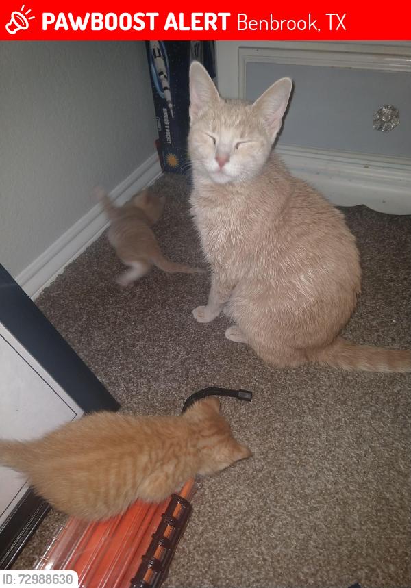 Lost Female Cat last seen Ferndale Drive, Benbrook, TX 76116
