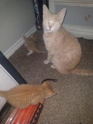 Lost Female Cat last seen Ferndale Drive, Benbrook, TX 76116