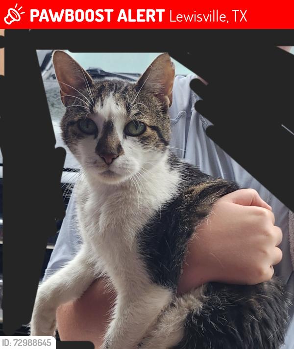 Lost Male Cat last seen Big Sky Dr & Reno Run, Lewisville, TX 75077