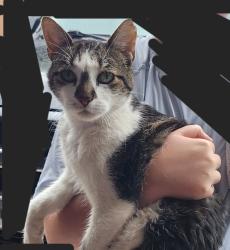 Lost Male Cat last seen Big Sky Dr & Reno Run, Lewisville, TX 75077