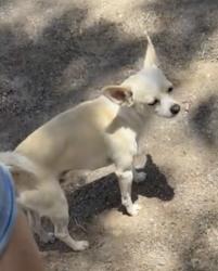 Reunited Male Dog last seen SW Agnew, Oklahoma City, OK 73108