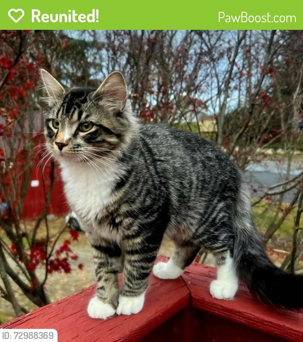 Reunited Male Cat last seen Finesville Church, County Road 627, NJ, Phillipsburg, NJ 08865