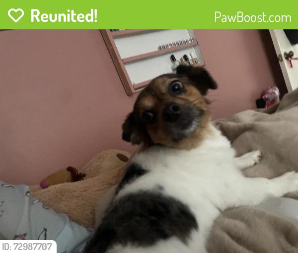 Reunited Male Dog last seen Eldridge Pkwy & Bellaire Blvd, Houston, TX 77083