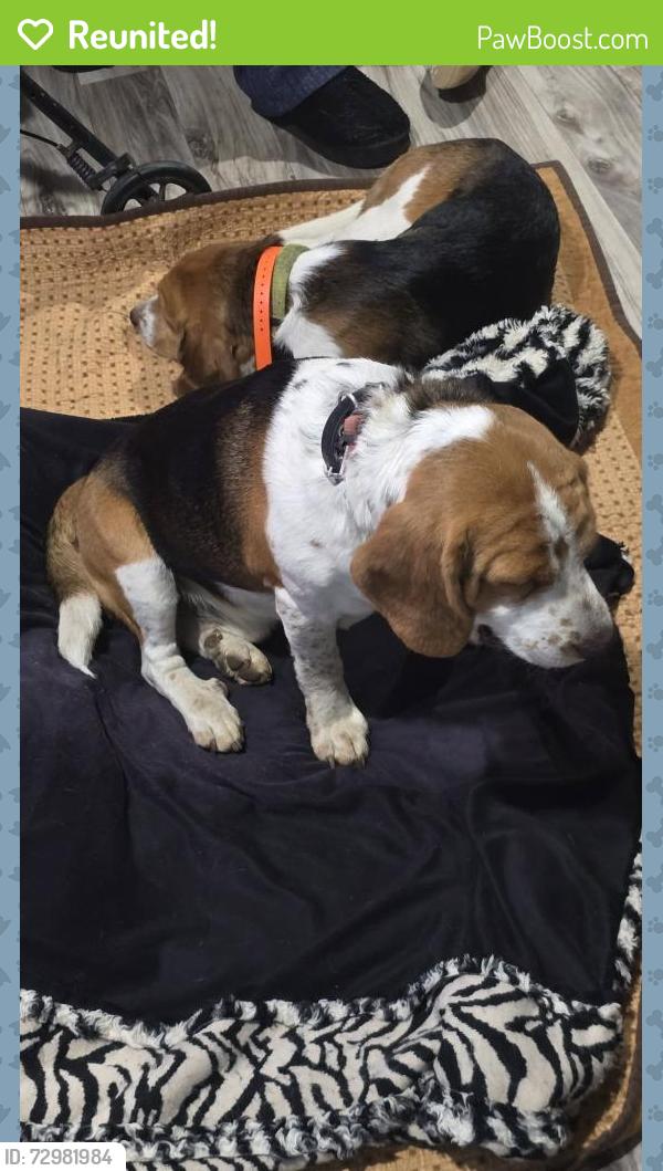 Reunited Male Dog last seen S Fernwood Rd and S Bud Smith Rd, north of Woodcock Creek, Molalla, OR 97038
