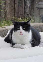 Lost Female Cat last seen Prewitt Ranch Road and Farrell Lane een TX, Killeen, TX 76549