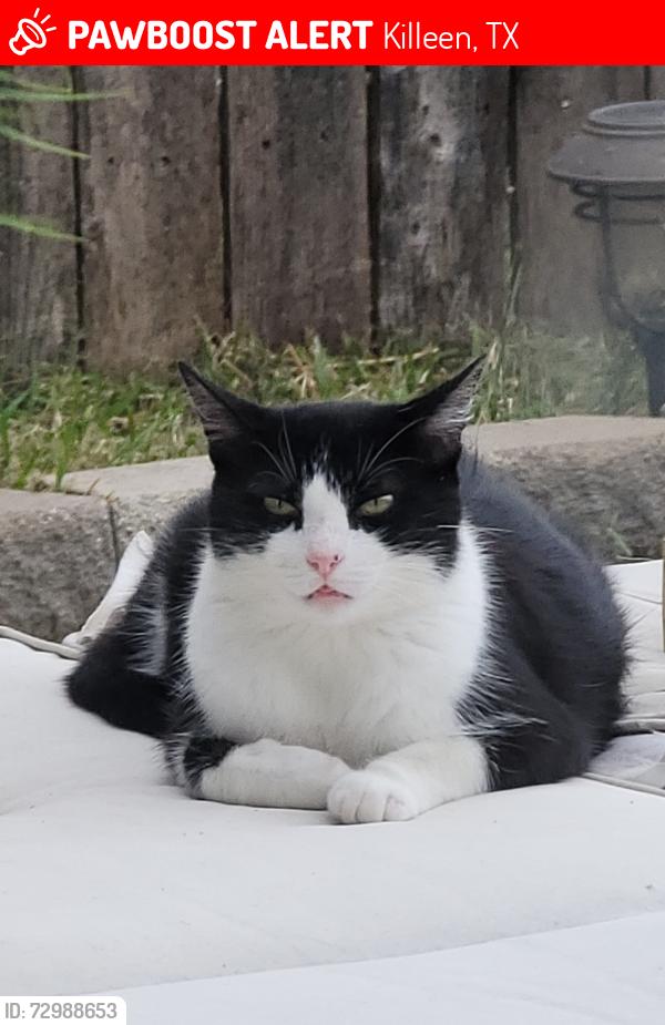 Lost Female Cat last seen Prewitt Ranch Road and Farrell Lane een TX, Killeen, TX 76549