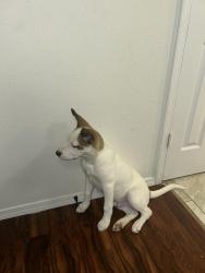 Lost Male Dog last seen IH-610 S , Houston, TX 77078