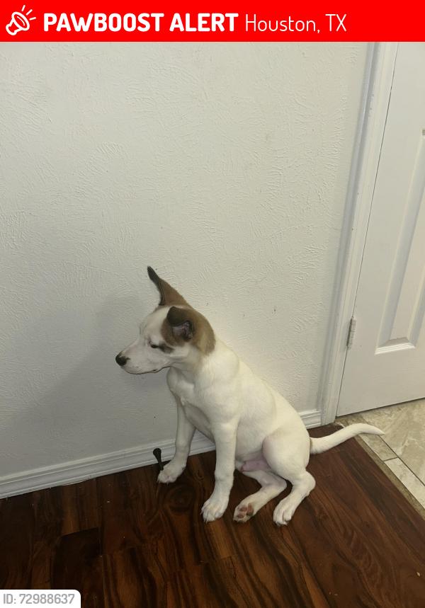 Lost Male Dog last seen IH-610 S , Houston, TX 77078