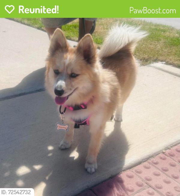 Reunited Female Dog last seen Hercules and Sherman, Denton, TX 76209