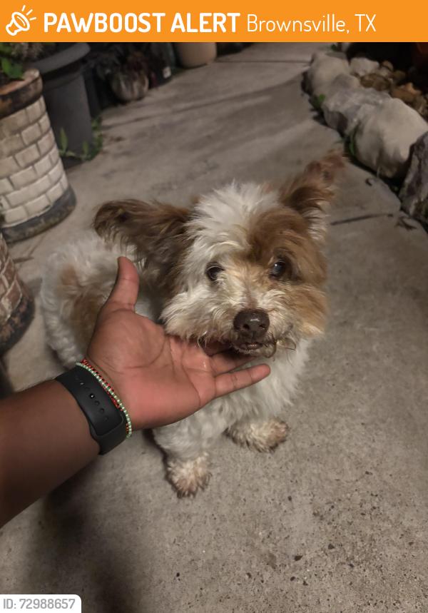 Found/Stray Unknown Dog last seen Athens street, Brownsville, TX 78520