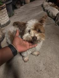 Found/Stray Unknown Dog last seen Athens street, Brownsville, TX 78520