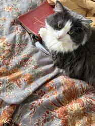 Lost Female Cat last seen E Millan and Mission Ave, Chula Vista, CA, Chula Vista, CA 91910