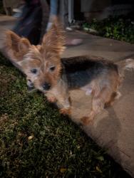 Reunited Male Dog last seen Knott/Lincoln, Anaheim, CA 92804