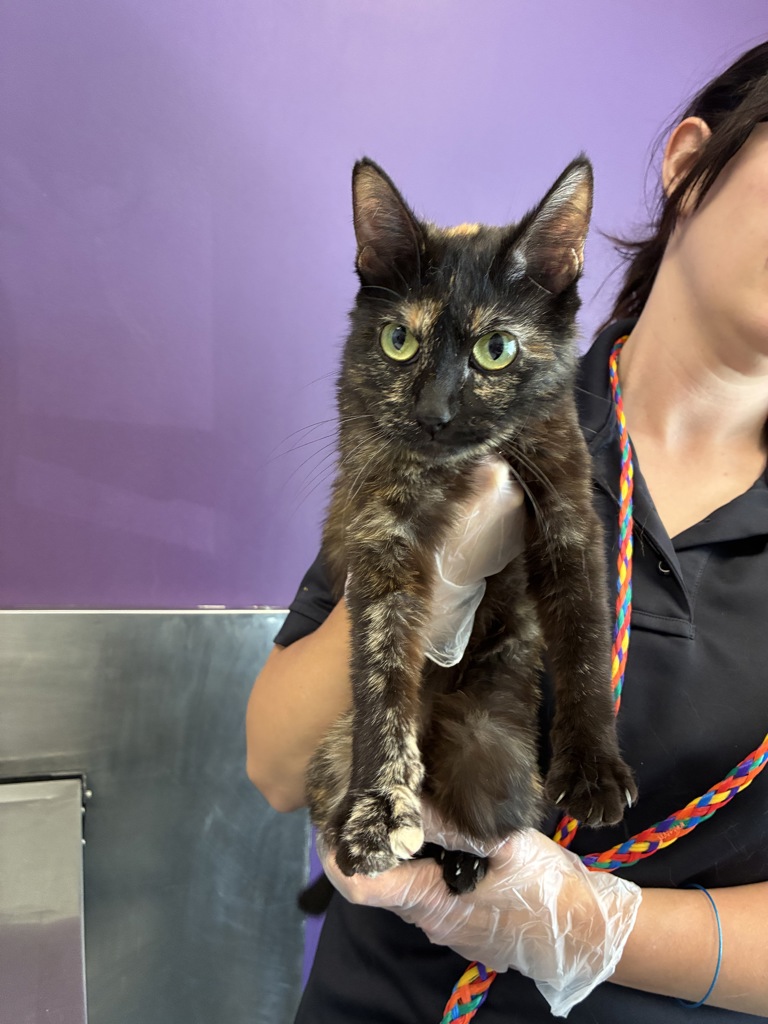 Shelter Stray Female Cat last seen Near S 200 W, SALT LAKE CITY, UT, 84101, 511 W 3900 S, Salt Lake City, UT 84123, USA